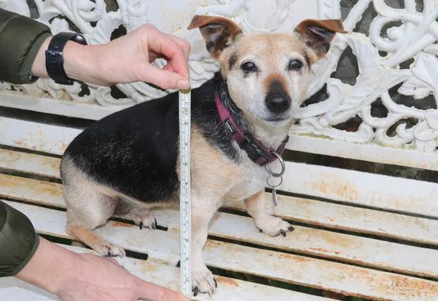 How to Measure a Dog