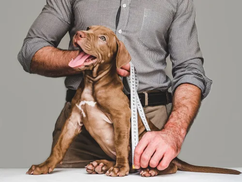 Measure your dog's height