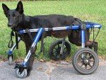Large 4 Wheel Pet Wheelchair