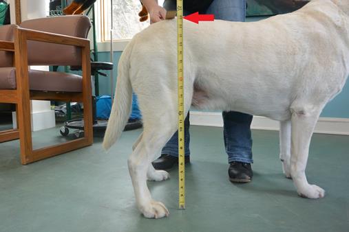 How to measure dog height