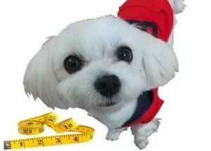 Measuring and weighing your dog