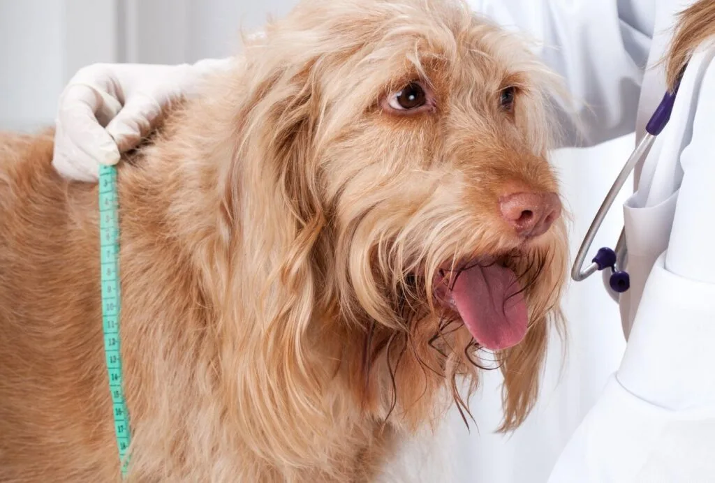 Accuracy in Measurement Dog's Height