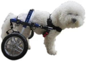 handicapped dog 1