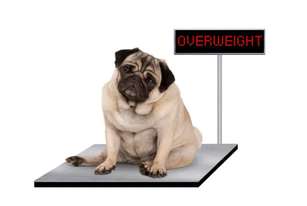 how to weigh a dog