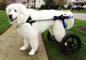 Large Dog Wheelchair