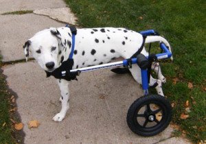Medium Dog Wheelchair