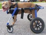 Medium 4 Wheel Pet Wheelchair
