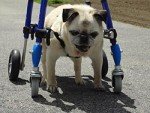Mini 4 Wheel Pet Wheelchair