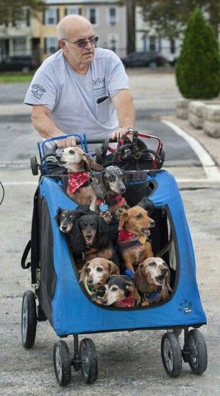 Small Dog Stroller