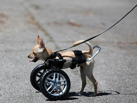 Front Support Wheelchair