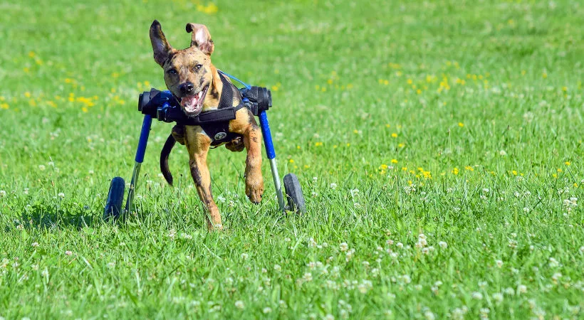 Getting Your Dog to Use The Wheelchair