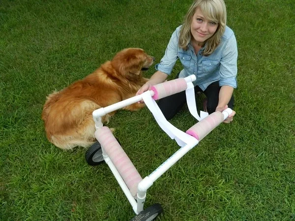 The Most Affordable DIY Dog Wheelchair