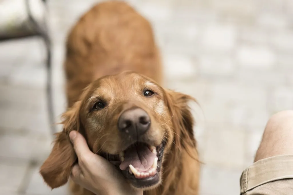 Mobility Issues For Dogs