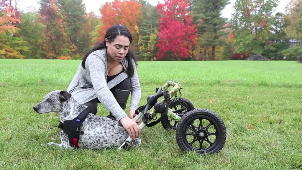 Put Your Dog in a Wheelchair
