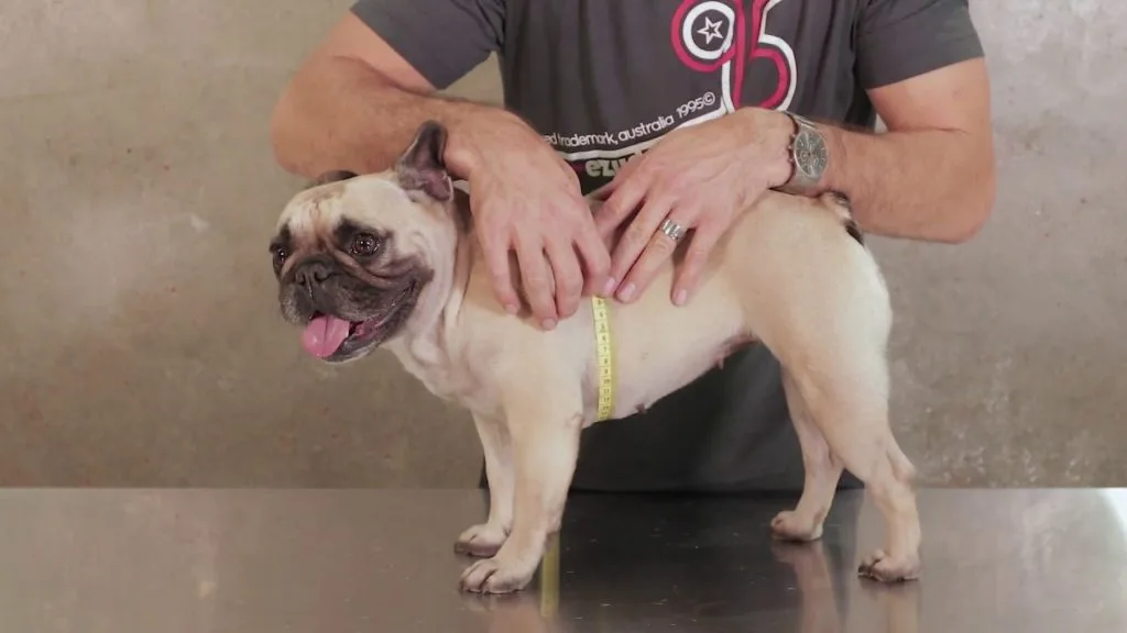 How To Make a Front Support Dog Wheelchair