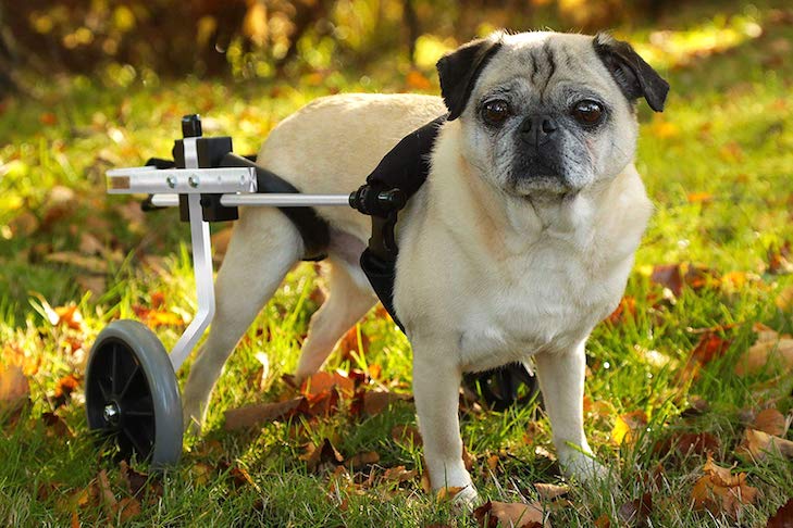 Aluminum DIY Wheelchair for Dogs