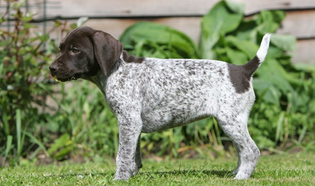 German Shorthaired Pointer