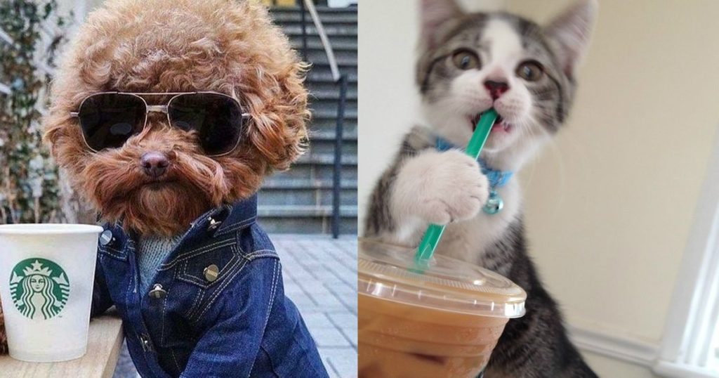Is Puppuccino For Cats And Dogs Is Good?
