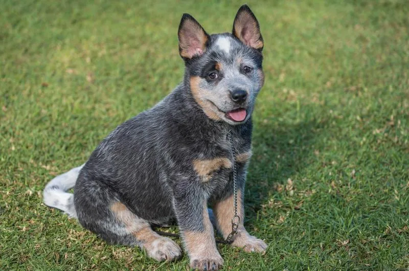 When Do Blue Heelers Calm Down?