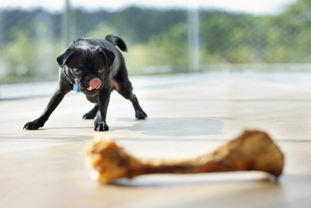 What Are The Health Effects of Chicken Bones on Dogs?