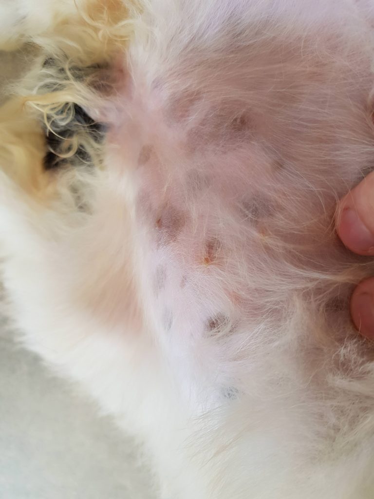 Types of Hyperpigmentation in Dogs