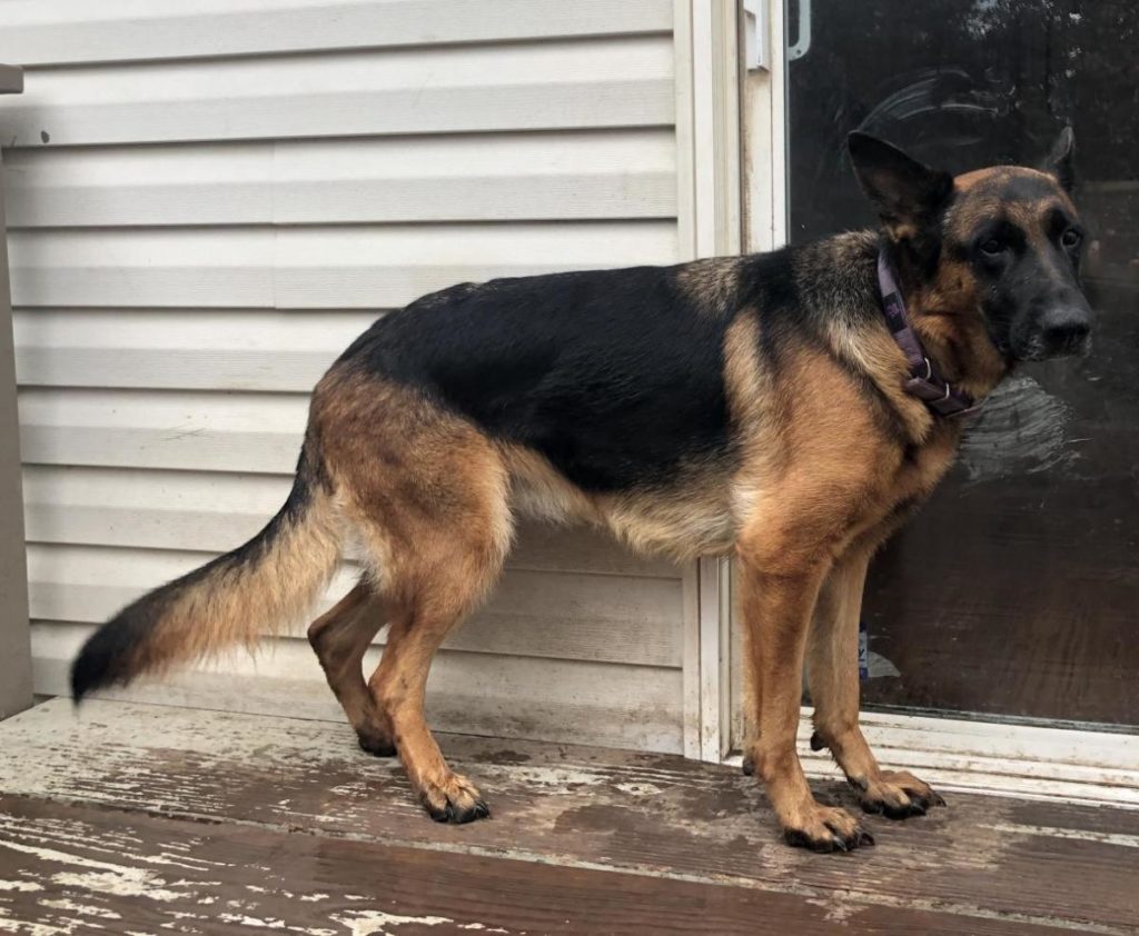 German Shepherd Dogs Nest during Pregnancy