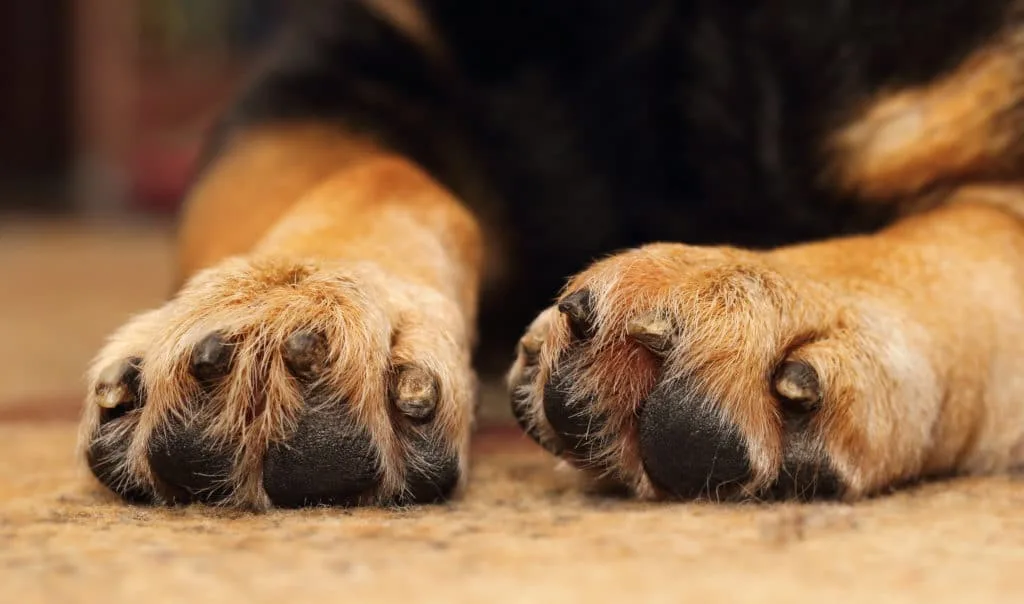 How To Treat Broken Dew Claw Quick Exposed?