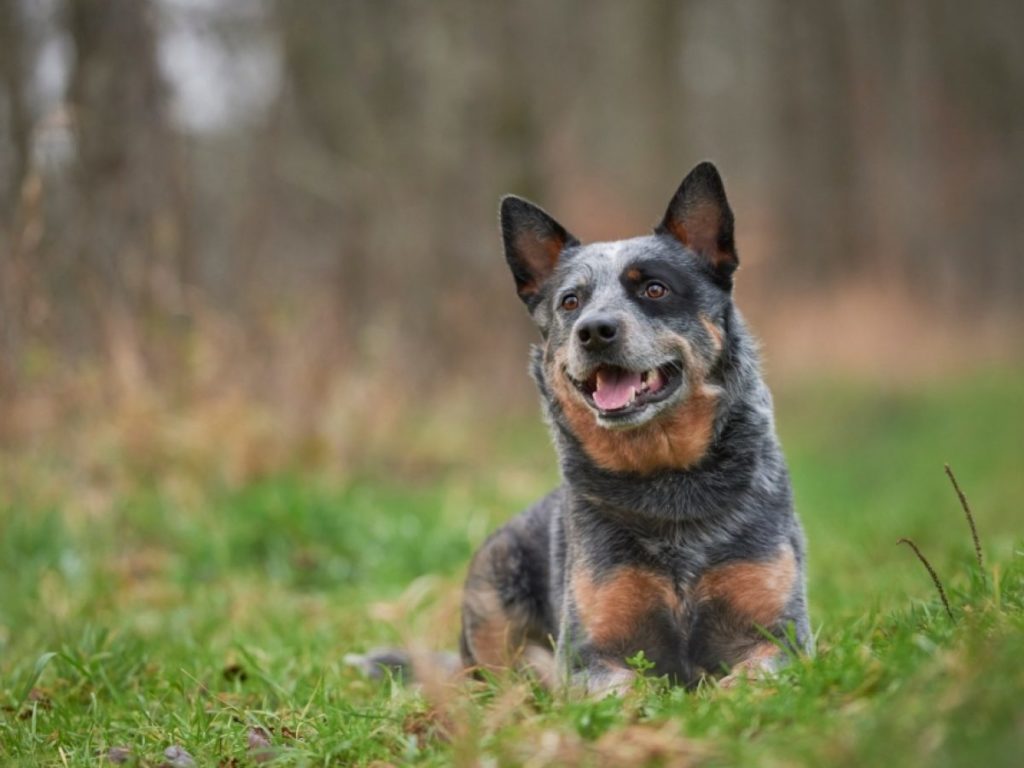 Blue Heelers Calm Down