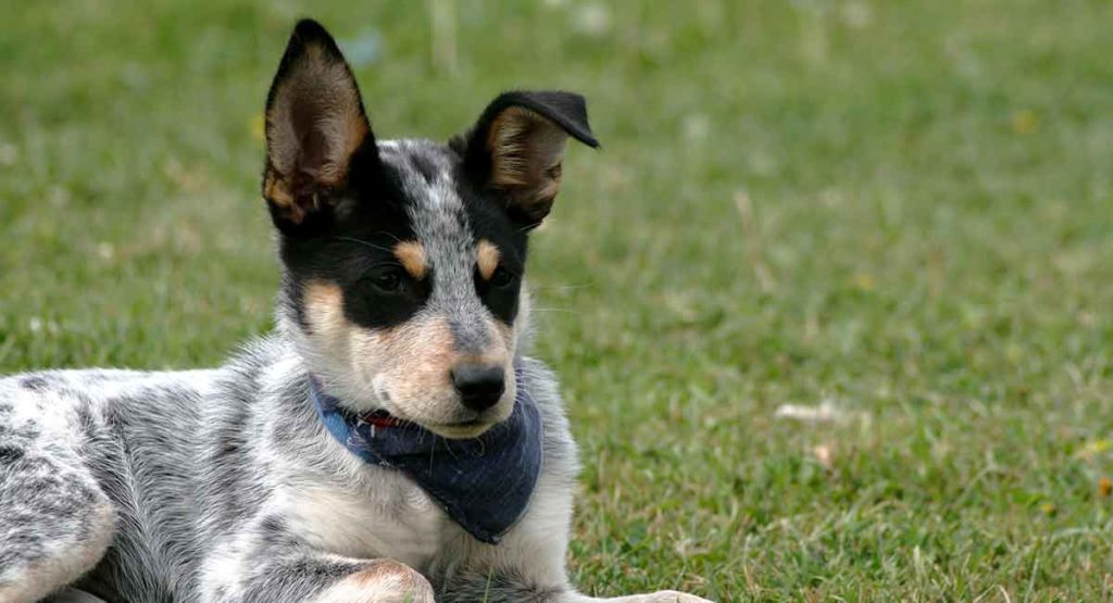 Blue Heelers are easy to train 2