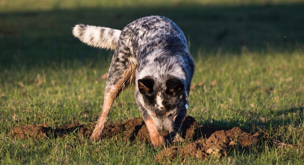 Blue Heelers Are So Hyper!