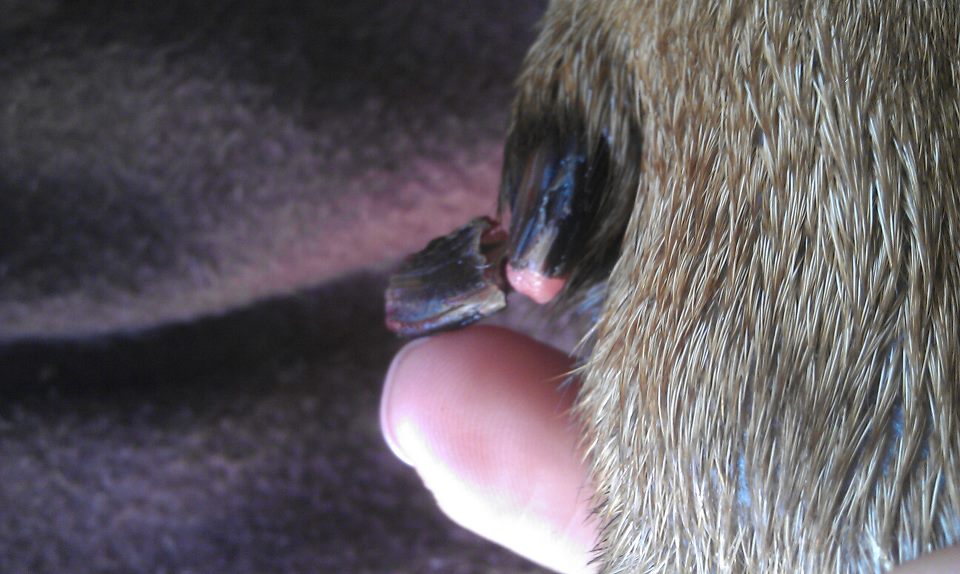 What Causes a Dog's Nail to Break?
