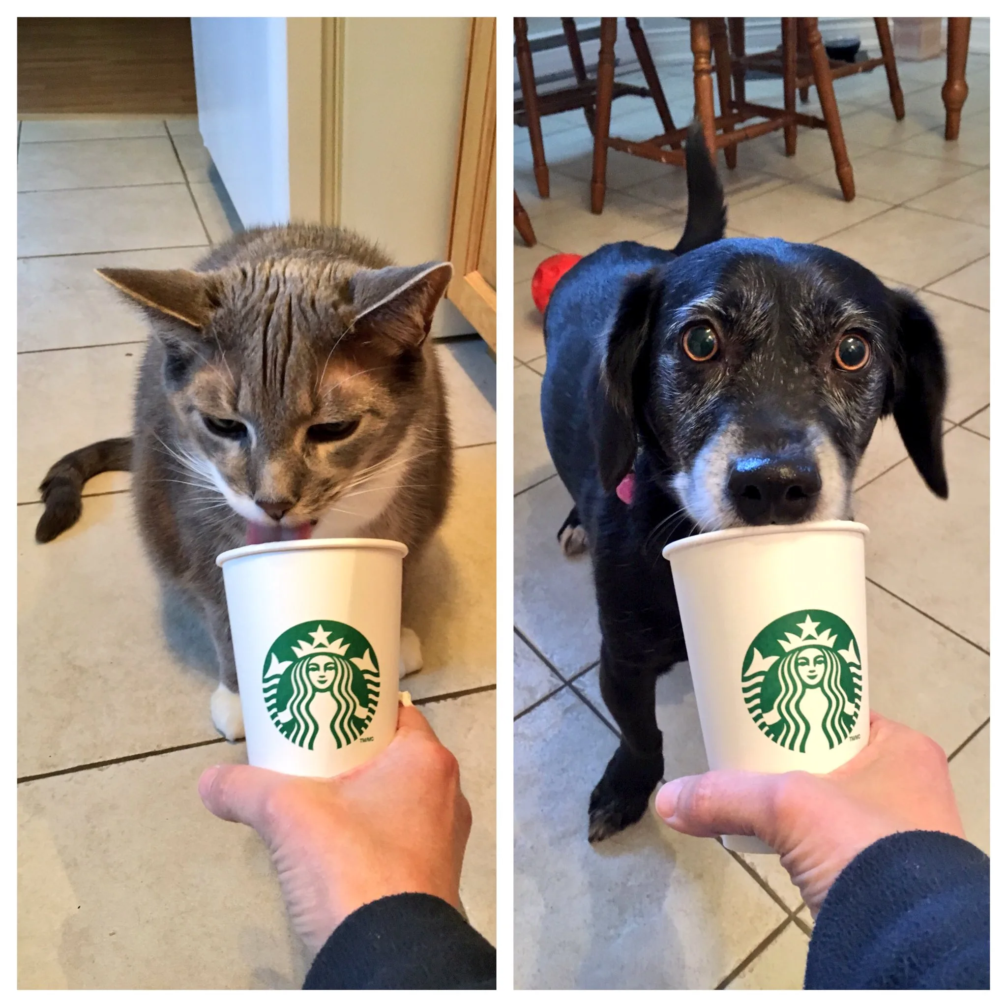 Starbucks Puppuccino