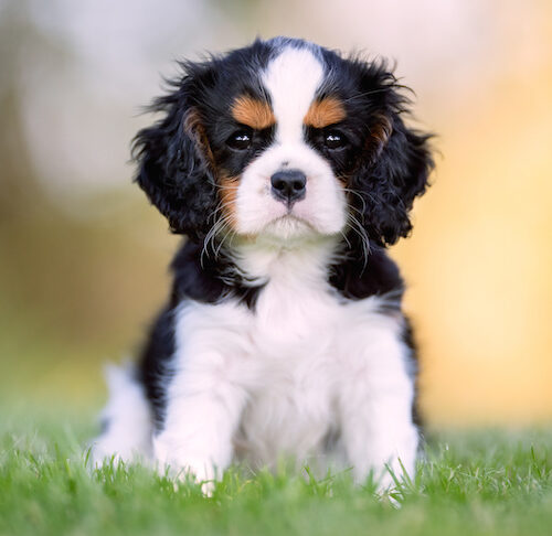 Cavalier King Charles Spaniel