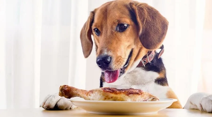 Your Dog Ate Chicken Bones - What To Do Next? Your Dog Ate Chicken Bones - What To Do Next?