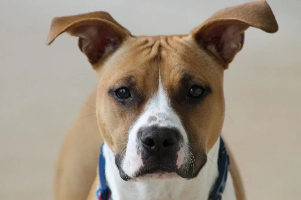 The Main Causes Of The Dark Spots On Dog's Belly