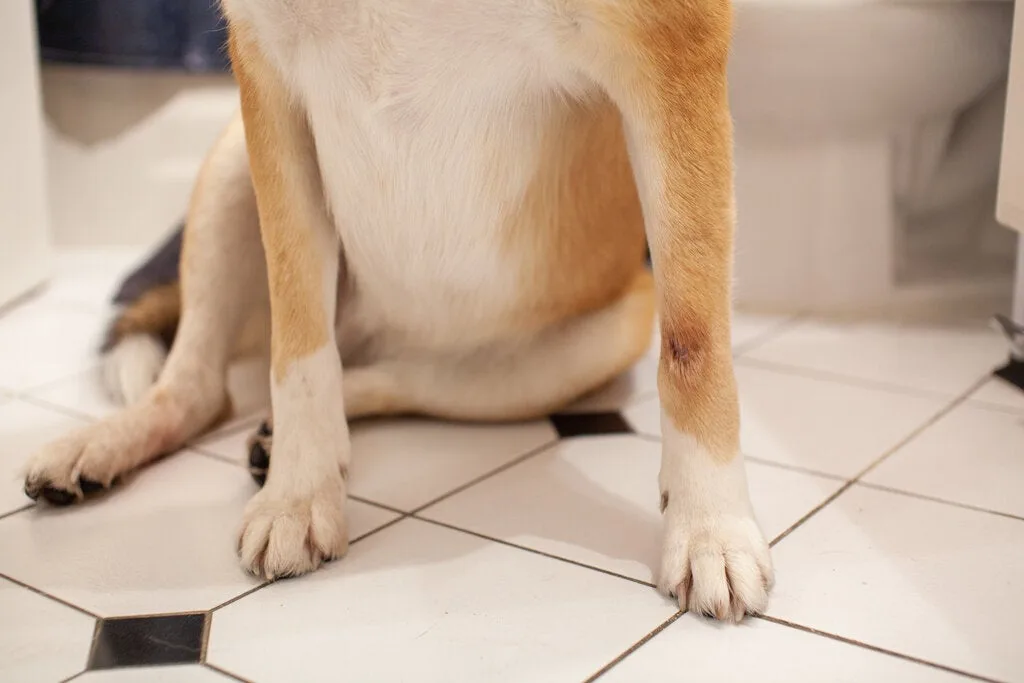 When Should You See a Vet?