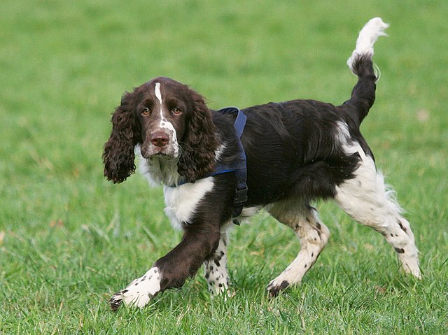 Springer Spaniel