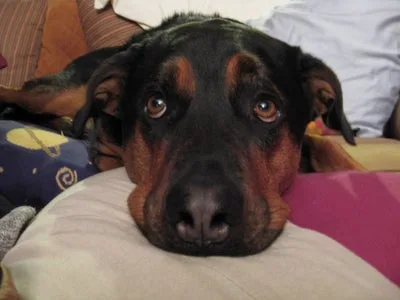 dog