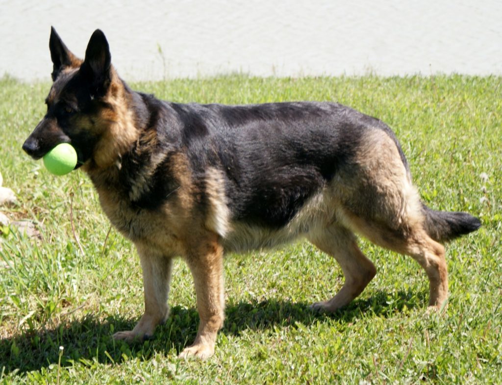 Taking Care Of German Shepherd Pregnancy