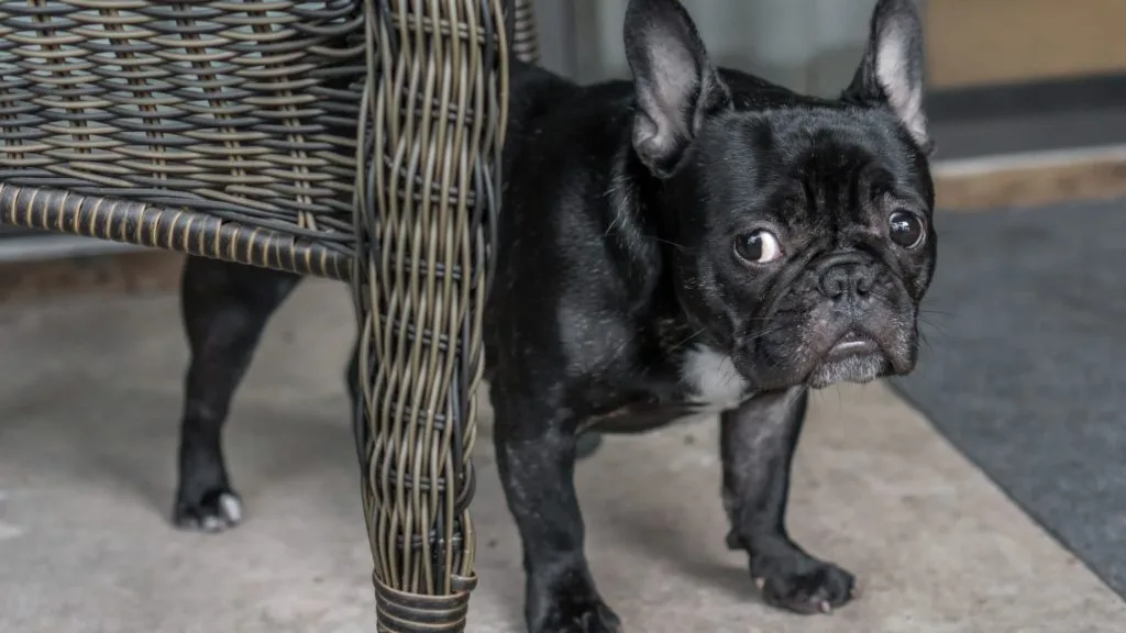 Dog Trembling and Shivering: Common Causes