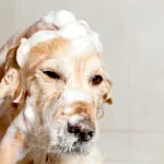 Golden Retriever getting a bath