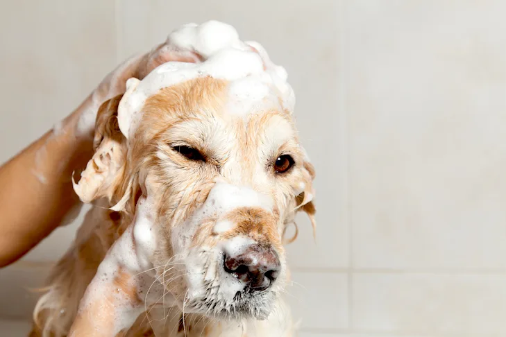 Golden Retriever getting a bath