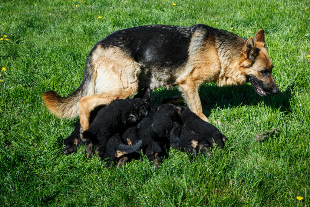How Many Babies Are German Shepherds able to Produce