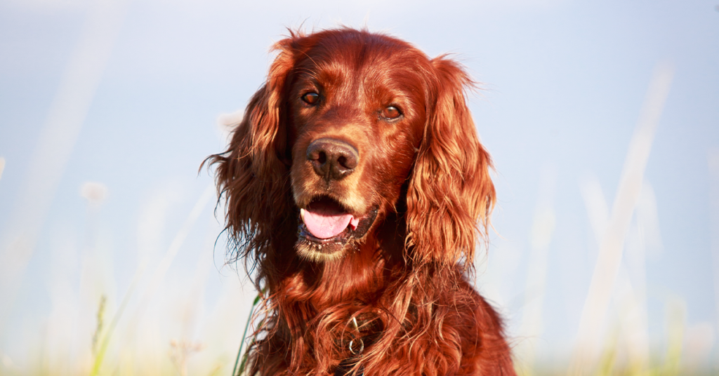 Irish Setter