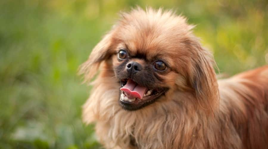 Pekingese