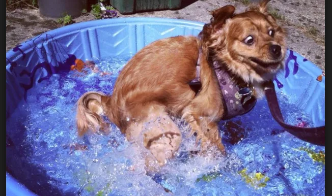 What Does Dog Water Mean - Memes, TikTok, Twitch What Does Dog Water Mean