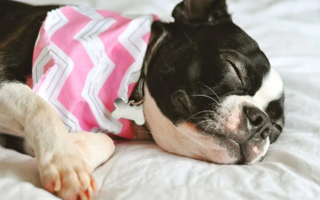 How To Treat A Dog's Broken Nail At Home