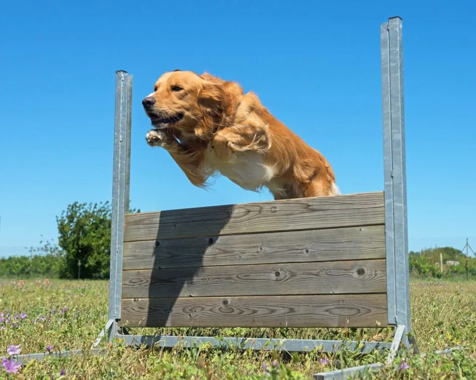 The Main Reasons Why Invisible Fence Beeping