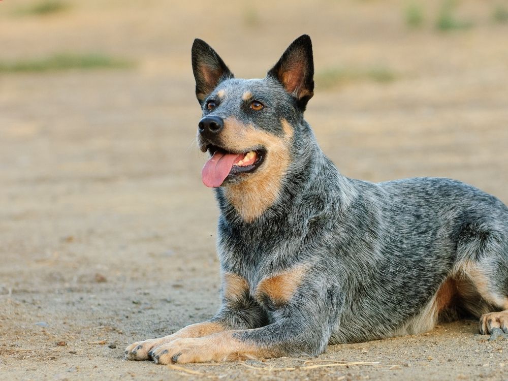 Blue Heelers are easy to train?