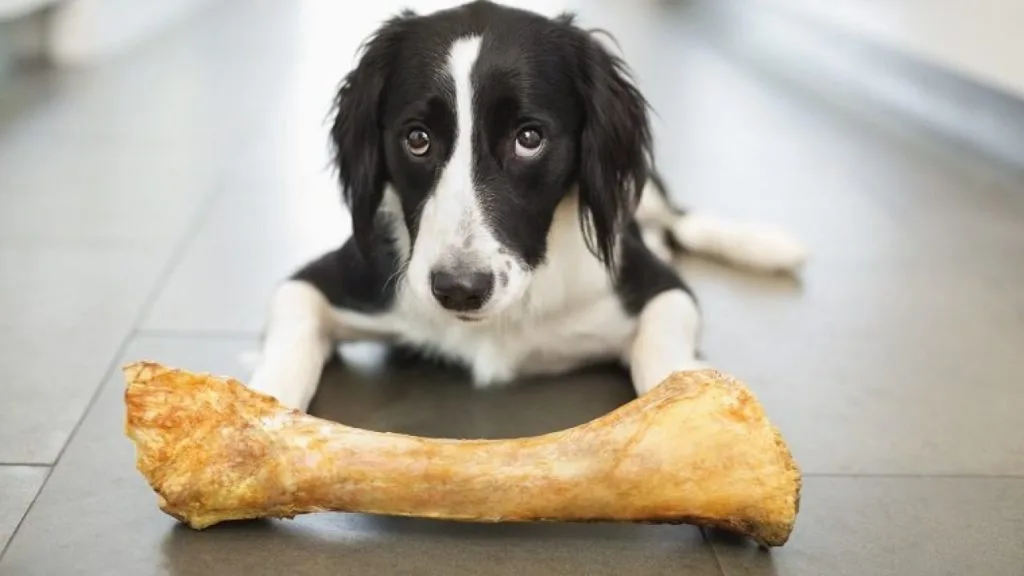 Your Dog Ate Chicken Bones - What To Do Next? These are the steps you should take right away